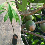 Green Sapote Fruit Plant Sale