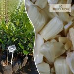Latex Free Jackfruit Plant