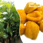 Thenvarikka Jackfruit Sapling