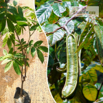Ice Cream Beans Fruit Plant Sale