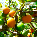 Imbe Fruit Plant Sale