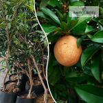 Jumbo Sapota Fruit Plant Sale