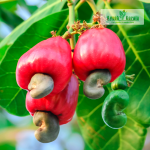 KAU Nihara Dwarf Cashew Apple Fruit Plant Sale