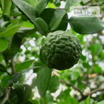 Kaffir Lemon Fruit Plant Sale