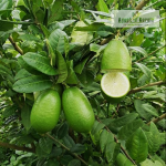 Kaji Lemon Fruit Plant Sale