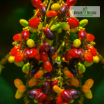 Kasam Fruit Plant Sale