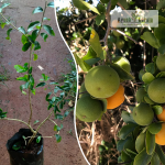 Kei Apple Fruit Plant Sale