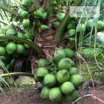 Kerasree Dwarf Coconut Hybrid Sapling Sale