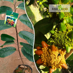 Kesusu Fruit Plant Sale