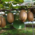 Kiwi Fruit Plant Sale
