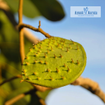 Kor Koh Fruit Plant Sale