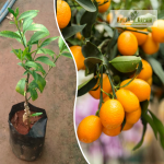 Kumquat Fruit Plant Sale