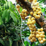 Langsat Fruit Plant Sale