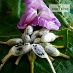 Lemba Fruit Plant Sale