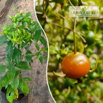 Lemon Vine Fruit Plant Sale