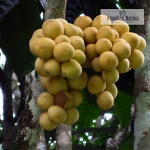 Lotkon Fruit Plant Sale
