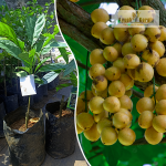 Mafai Fruit Plant Sale