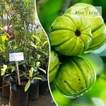 Malabar Tamarind Fruit Plant Sale