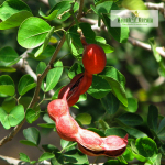 Manila Tamarind Fruit Plant Sale