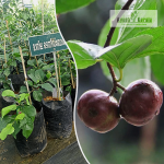 Manila Tennis Ball Cherry Fruit Plant Sale