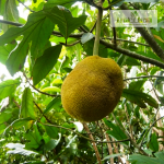 Marang Fruit Plant Sale