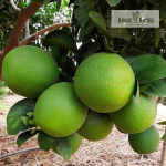 Mosambi Fruit Plant Sale