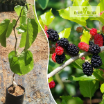 Mulberry Fruit Plant Sale