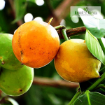 Mundu Fruit Plant Sale