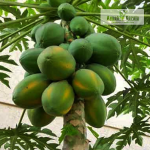 Munnar Papaya Fruit Plant Sale
