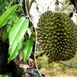 Musang King Durian Fruit Plant Sale