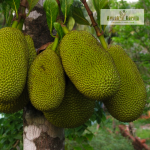 Muttom Varikka Jackfruit Plant Sale