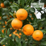 Nagpur Orange Fruit Plant Sale