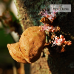 Nam Nam Fruit Plant Sale