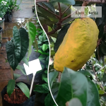 Olosapo Fruit Plant Sale