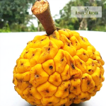 Ongo Fruit Plant Sale