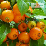 Palillo Fruit Plant Sale