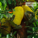 Pathamuttam Jackfruit Plant Sale