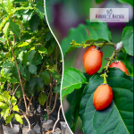 Peanut Butter Fruit Plant Sale