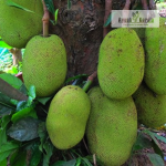 Pechipara Jackfruit Plant Sale