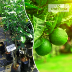Pickle Lime Fruit Plant Sale