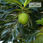 Pingan Fruit Plant Sale