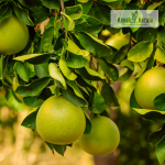 Pomelo Fruit Plant Sale