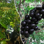 Precoce Jabuticaba Fruit Plant Sale
