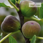 Pune Red Fig Fruit Plant Sale