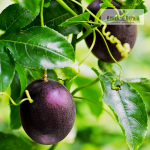 Purple Passion Fruit Plant Sale