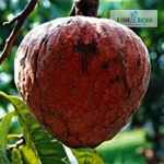 Red Araticum Fruit Plant Sale