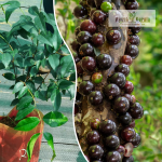 Red Hybrid Jabuticaba Fruit Plant Sale