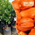 Deang Surya Fruit Plant