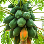 Red Lady Papaya Fruit Plant Sale