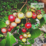 Red Nance Fruit Plant Sale